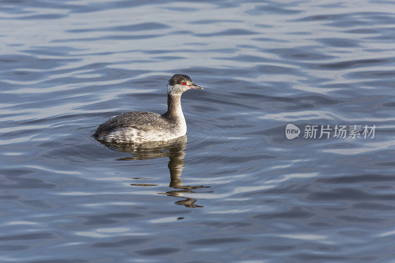 角鲨(Podiceps auritus)